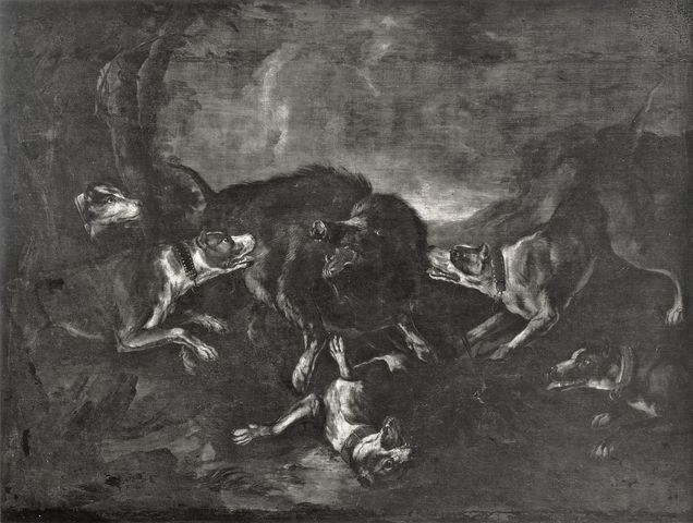 Anonimo — Crivelli Giovanni (Crivellino) - sec. XVIII - Cani che attaccano un cinghiale — insieme